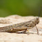 desert locust