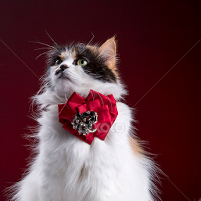 Lilou by Cristina Garganciuc - Animals - Cats Portraits