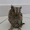 Rescued Scops Owl / Ćuk