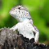 Florida scrub lizard