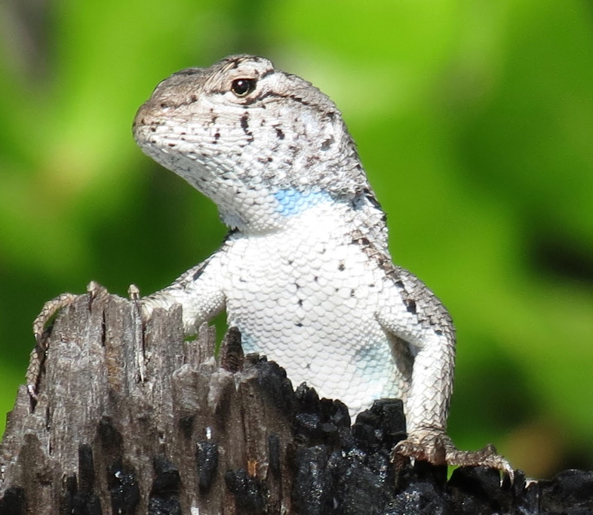 Florida scrub lizard