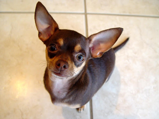 Chihuahuas Wallpapers