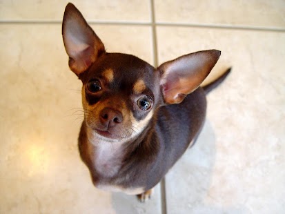 How to install Chihuahuas Wallpapers 2.0.6 unlimited apk for pc