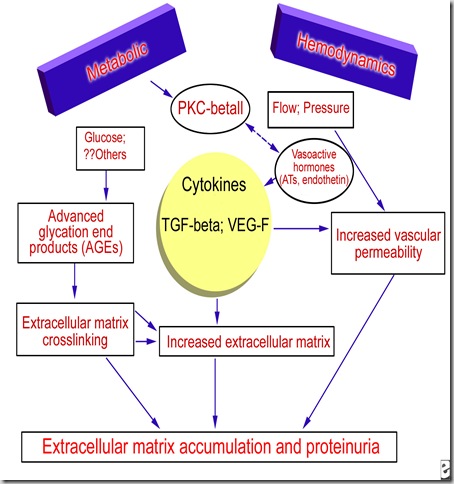 pathophysiology of diabetic