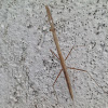 Grass Mantis