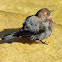 Brewer's Blackbird (Female/Juvenile)