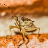 Spined soldier bug