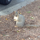 Fox squirrel