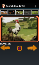 Free Animal Sounds Beta poster 2