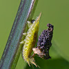 Thistle Tortoise Beetle Larva