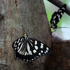 Emperor butterfly