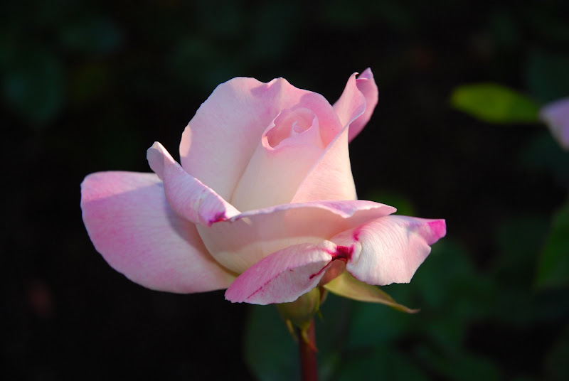 DSC_5300.JPG