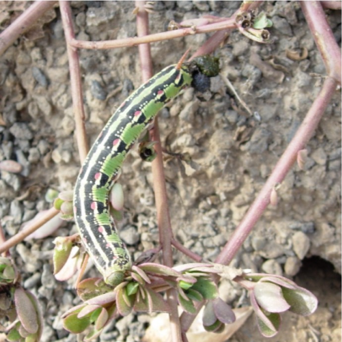 White-lined Sphinx