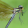 Black tigertail dragonfly