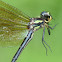 Black tigertail dragonfly