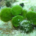 Sea Alga