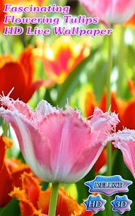Fascinating Flowering Tulips Screenshots 0