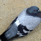 Paloma (Feral Pigeon)
