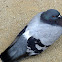 Paloma (Feral Pigeon)
