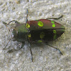 Metallic Wood Boring Beetle