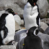Rockhopper penguin (Pingüino penacho amarillo) and Magellanic penguin (Pingüino de Magallanes)
