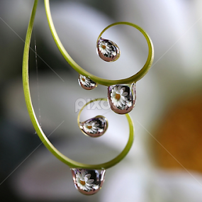 by Wahyudi Barasila - Nature Up Close Natural Waterdrops