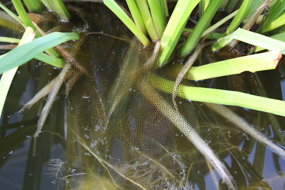 American Bullfrog Eggs | Project Noah
