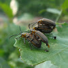Mating Beetle