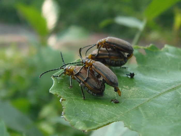 Mating Beetle