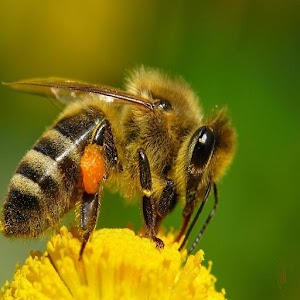 Repelente de abejas y mosquito.apk 1.0