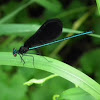 Ebony Jewelwing