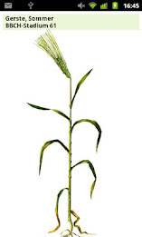 BBCH-Bestimmer poster 5