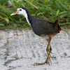 White-breasted Waterhen