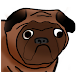 Hungry Pug