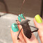 Leaf-footed Bug