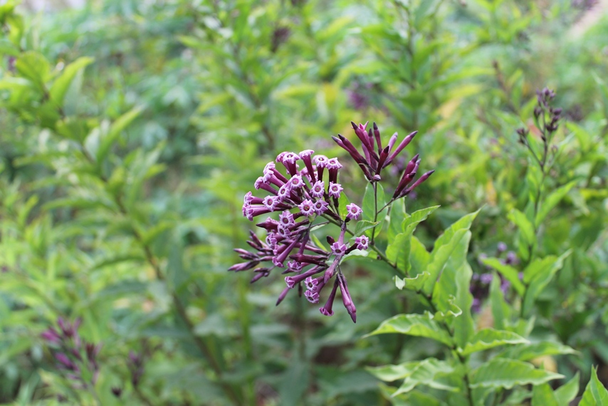 Purple Cestrum