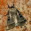 Bolle's dart moth