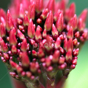 Dragon Head by Arjun Madhav - Flowers Flowers in the Wild