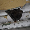 Myotis bat
