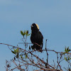 Bobolink (various males)