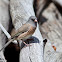 Dark-eyed Junco