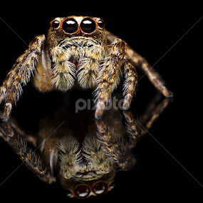 Jumping Spider by Percy Photography - Novices Only Macro