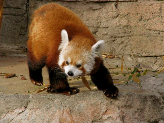 Red Panda or Lesser Panda