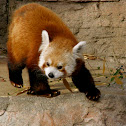 Red Panda or Lesser Panda