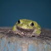 Gray Tree Frog