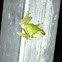 Green Tree Frog