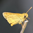 Lesser Dart  Butterfly