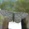 Riband Wave Moth