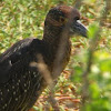 Yellow-crowned Night Heron