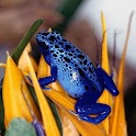 COLORFUL FROGS logo